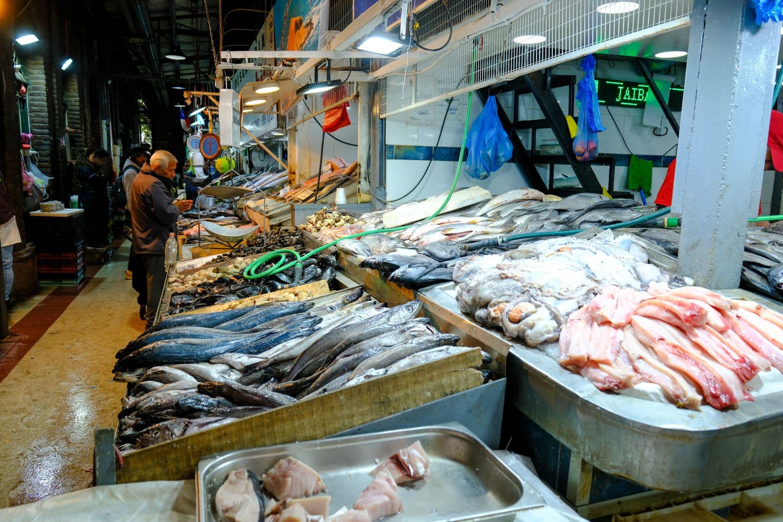 Fish and seafood laid out on ice at a stall in a Santiago market, with hake, mussels, octopus and pink fillets in the foreground, while an older man in a dark jacket looks along the counter under hanging scales and bright lights.